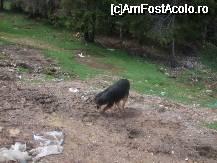 [P13] unul din paznicii statiunii ... sunt la tot pasul ... te inconjoara.... » foto by bluewave
 - 
<span class="allrVoted glyphicon glyphicon-heart hidden" id="av27119"></span>
<a class="m-l-10 hidden" id="sv27119" onclick="voting_Foto_DelVot(,27119,2546)" role="button">șterge vot <span class="glyphicon glyphicon-remove"></span></a>
<a id="v927119" class=" c-red"  onclick="voting_Foto_SetVot(27119)" role="button"><span class="glyphicon glyphicon-heart-empty"></span> <b>LIKE</b> = Votează poza</a> <img class="hidden"  id="f27119W9" src="/imagini/loader.gif" border="0" /><span class="AjErrMes hidden" id="e27119ErM"></span>