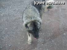 [P16] cainele care se bate parte in parte cu ursul... un exemplar magnific ! » foto by bluewave
 - 
<span class="allrVoted glyphicon glyphicon-heart hidden" id="av27122"></span>
<a class="m-l-10 hidden" id="sv27122" onclick="voting_Foto_DelVot(,27122,2546)" role="button">șterge vot <span class="glyphicon glyphicon-remove"></span></a>
<a id="v927122" class=" c-red"  onclick="voting_Foto_SetVot(27122)" role="button"><span class="glyphicon glyphicon-heart-empty"></span> <b>LIKE</b> = Votează poza</a> <img class="hidden"  id="f27122W9" src="/imagini/loader.gif" border="0" /><span class="AjErrMes hidden" id="e27122ErM"></span>