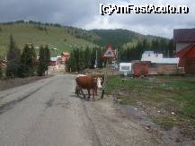 [P09] spre centrul urbei ...atentie la animale... » foto by bluewave
 - 
<span class="allrVoted glyphicon glyphicon-heart hidden" id="av27115"></span>
<a class="m-l-10 hidden" id="sv27115" onclick="voting_Foto_DelVot(,27115,2546)" role="button">șterge vot <span class="glyphicon glyphicon-remove"></span></a>
<a id="v927115" class=" c-red"  onclick="voting_Foto_SetVot(27115)" role="button"><span class="glyphicon glyphicon-heart-empty"></span> <b>LIKE</b> = Votează poza</a> <img class="hidden"  id="f27115W9" src="/imagini/loader.gif" border="0" /><span class="AjErrMes hidden" id="e27115ErM"></span>