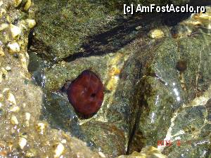 [P61] un mic animalut al marii prins de stanci » foto by hlli
 - 
<span class="allrVoted glyphicon glyphicon-heart hidden" id="av425038"></span>
<a class="m-l-10 hidden" id="sv425038" onclick="voting_Foto_DelVot(,425038,2570)" role="button">șterge vot <span class="glyphicon glyphicon-remove"></span></a>
<a id="v9425038" class=" c-red"  onclick="voting_Foto_SetVot(425038)" role="button"><span class="glyphicon glyphicon-heart-empty"></span> <b>LIKE</b> = Votează poza</a> <img class="hidden"  id="f425038W9" src="/imagini/loader.gif" border="0" /><span class="AjErrMes hidden" id="e425038ErM"></span>