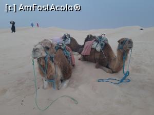 [P02] A doua vacanță &icirc;n Tunisia &ndash; cu cămilele &icirc;n Sahara » foto by nicole33
 - 
<span class="allrVoted glyphicon glyphicon-heart hidden" id="av1239486"></span>
<a class="m-l-10 hidden" id="sv1239486" onclick="voting_Foto_DelVot(,1239486,2617)" role="button">șterge vot <span class="glyphicon glyphicon-remove"></span></a>
<a id="v91239486" class=" c-red"  onclick="voting_Foto_SetVot(1239486)" role="button"><span class="glyphicon glyphicon-heart-empty"></span> <b>LIKE</b> = Votează poza</a> <img class="hidden"  id="f1239486W9" src="/imagini/loader.gif" border="0" /><span class="AjErrMes hidden" id="e1239486ErM"></span>