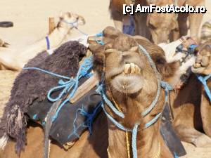 [P15] 'Ati venit si voi? Sunteti ultima tura, nu mai vreau! ' » foto by arru
 - 
<span class="allrVoted glyphicon glyphicon-heart hidden" id="av442921"></span>
<a class="m-l-10 hidden" id="sv442921" onclick="voting_Foto_DelVot(,442921,2617)" role="button">șterge vot <span class="glyphicon glyphicon-remove"></span></a>
<a id="v9442921" class=" c-red"  onclick="voting_Foto_SetVot(442921)" role="button"><span class="glyphicon glyphicon-heart-empty"></span> <b>LIKE</b> = Votează poza</a> <img class="hidden"  id="f442921W9" src="/imagini/loader.gif" border="0" /><span class="AjErrMes hidden" id="e442921ErM"></span>