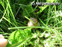 [P01] un melc care se plimba linistit prin gradina Muzeului Cinegetic » foto by mirelab
 - 
<span class="allrVoted glyphicon glyphicon-heart hidden" id="av8670"></span>
<a class="m-l-10 hidden" id="sv8670" onclick="voting_Foto_DelVot(,8670,2622)" role="button">șterge vot <span class="glyphicon glyphicon-remove"></span></a>
<a id="v98670" class=" c-red"  onclick="voting_Foto_SetVot(8670)" role="button"><span class="glyphicon glyphicon-heart-empty"></span> <b>LIKE</b> = Votează poza</a> <img class="hidden"  id="f8670W9" src="/imagini/loader.gif" border="0" /><span class="AjErrMes hidden" id="e8670ErM"></span>