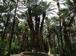 [P01] Printre palmieri la Huerto del Cura - Palmierul Imperial » foto by nicole33
 - 
<span class="allrVoted glyphicon glyphicon-heart hidden" id="av1116358"></span>
<a class="m-l-10 hidden" id="sv1116358" onclick="voting_Foto_DelVot(,1116358,2660)" role="button">șterge vot <span class="glyphicon glyphicon-remove"></span></a>
<a id="v91116358" class=" c-red"  onclick="voting_Foto_SetVot(1116358)" role="button"><span class="glyphicon glyphicon-heart-empty"></span> <b>LIKE</b> = Votează poza</a> <img class="hidden"  id="f1116358W9" src="/imagini/loader.gif" border="0" /><span class="AjErrMes hidden" id="e1116358ErM"></span>