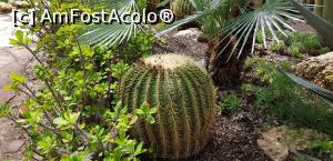 [P14] Printre palmieri la Huerto del Cura » foto by nicole33
 - 
<span class="allrVoted glyphicon glyphicon-heart hidden" id="av1116371"></span>
<a class="m-l-10 hidden" id="sv1116371" onclick="voting_Foto_DelVot(,1116371,2660)" role="button">șterge vot <span class="glyphicon glyphicon-remove"></span></a>
<a id="v91116371" class=" c-red"  onclick="voting_Foto_SetVot(1116371)" role="button"><span class="glyphicon glyphicon-heart-empty"></span> <b>LIKE</b> = Votează poza</a> <img class="hidden"  id="f1116371W9" src="/imagini/loader.gif" border="0" /><span class="AjErrMes hidden" id="e1116371ErM"></span>