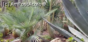 [P15] Printre palmieri la Huerto del Cura » foto by nicole33
 - 
<span class="allrVoted glyphicon glyphicon-heart hidden" id="av1116372"></span>
<a class="m-l-10 hidden" id="sv1116372" onclick="voting_Foto_DelVot(,1116372,2660)" role="button">șterge vot <span class="glyphicon glyphicon-remove"></span></a>
<a id="v91116372" class=" c-red"  onclick="voting_Foto_SetVot(1116372)" role="button"><span class="glyphicon glyphicon-heart-empty"></span> <b>LIKE</b> = Votează poza</a> <img class="hidden"  id="f1116372W9" src="/imagini/loader.gif" border="0" /><span class="AjErrMes hidden" id="e1116372ErM"></span>