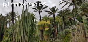 [P19] Printre palmieri la Huerto del Cura » foto by nicole33
 - 
<span class="allrVoted glyphicon glyphicon-heart hidden" id="av1116376"></span>
<a class="m-l-10 hidden" id="sv1116376" onclick="voting_Foto_DelVot(,1116376,2660)" role="button">șterge vot <span class="glyphicon glyphicon-remove"></span></a>
<a id="v91116376" class=" c-red"  onclick="voting_Foto_SetVot(1116376)" role="button"><span class="glyphicon glyphicon-heart-empty"></span> <b>LIKE</b> = Votează poza</a> <img class="hidden"  id="f1116376W9" src="/imagini/loader.gif" border="0" /><span class="AjErrMes hidden" id="e1116376ErM"></span>