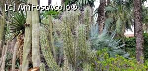[P20] Printre palmieri la Huerto del Cura » foto by nicole33
 - 
<span class="allrVoted glyphicon glyphicon-heart hidden" id="av1116377"></span>
<a class="m-l-10 hidden" id="sv1116377" onclick="voting_Foto_DelVot(,1116377,2660)" role="button">șterge vot <span class="glyphicon glyphicon-remove"></span></a>
<a id="v91116377" class=" c-red"  onclick="voting_Foto_SetVot(1116377)" role="button"><span class="glyphicon glyphicon-heart-empty"></span> <b>LIKE</b> = Votează poza</a> <img class="hidden"  id="f1116377W9" src="/imagini/loader.gif" border="0" /><span class="AjErrMes hidden" id="e1116377ErM"></span>