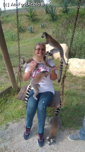 [P06] sotia la zoo cu lemurienii » foto by Azrael
 - 
<span class="allrVoted glyphicon glyphicon-heart hidden" id="av1117564"></span>
<a class="m-l-10 hidden" id="sv1117564" onclick="voting_Foto_DelVot(,1117564,2675)" role="button">șterge vot <span class="glyphicon glyphicon-remove"></span></a>
<a id="v91117564" class=" c-red"  onclick="voting_Foto_SetVot(1117564)" role="button"><span class="glyphicon glyphicon-heart-empty"></span> <b>LIKE</b> = Votează poza</a> <img class="hidden"  id="f1117564W9" src="/imagini/loader.gif" border="0" /><span class="AjErrMes hidden" id="e1117564ErM"></span>