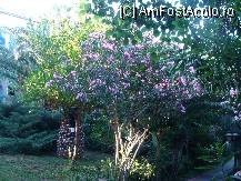 [P02]  -- <small>// FĂRĂ DESCRIERE</small> » foto by titigeolgau
 - 
<span class="allrVoted glyphicon glyphicon-heart hidden" id="av94342"></span>
<a class="m-l-10 hidden" id="sv94342" onclick="voting_Foto_DelVot(,94342,2733)" role="button">șterge vot <span class="glyphicon glyphicon-remove"></span></a>
<a id="v994342" class=" c-red"  onclick="voting_Foto_SetVot(94342)" role="button"><span class="glyphicon glyphicon-heart-empty"></span> <b>LIKE</b> = Votează poza</a> <img class="hidden"  id="f94342W9" src="/imagini/loader.gif" border="0" /><span class="AjErrMes hidden" id="e94342ErM"></span>