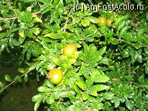 [P27] cateva rodii mici » foto by titigeolgau
 - 
<span class="allrVoted glyphicon glyphicon-heart hidden" id="av94416"></span>
<a class="m-l-10 hidden" id="sv94416" onclick="voting_Foto_DelVot(,94416,2733)" role="button">șterge vot <span class="glyphicon glyphicon-remove"></span></a>
<a id="v994416" class=" c-red"  onclick="voting_Foto_SetVot(94416)" role="button"><span class="glyphicon glyphicon-heart-empty"></span> <b>LIKE</b> = Votează poza</a> <img class="hidden"  id="f94416W9" src="/imagini/loader.gif" border="0" /><span class="AjErrMes hidden" id="e94416ErM"></span>