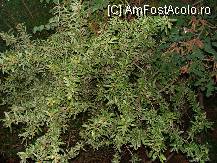 [P28] maslinute » foto by titigeolgau
 - 
<span class="allrVoted glyphicon glyphicon-heart hidden" id="av94418"></span>
<a class="m-l-10 hidden" id="sv94418" onclick="voting_Foto_DelVot(,94418,2733)" role="button">șterge vot <span class="glyphicon glyphicon-remove"></span></a>
<a id="v994418" class=" c-red"  onclick="voting_Foto_SetVot(94418)" role="button"><span class="glyphicon glyphicon-heart-empty"></span> <b>LIKE</b> = Votează poza</a> <img class="hidden"  id="f94418W9" src="/imagini/loader.gif" border="0" /><span class="AjErrMes hidden" id="e94418ErM"></span>