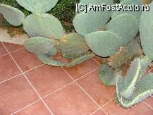 [P29]  -- <small>// FĂRĂ DESCRIERE</small> » foto by titigeolgau
 - 
<span class="allrVoted glyphicon glyphicon-heart hidden" id="av94419"></span>
<a class="m-l-10 hidden" id="sv94419" onclick="voting_Foto_DelVot(,94419,2733)" role="button">șterge vot <span class="glyphicon glyphicon-remove"></span></a>
<a id="v994419" class=" c-red"  onclick="voting_Foto_SetVot(94419)" role="button"><span class="glyphicon glyphicon-heart-empty"></span> <b>LIKE</b> = Votează poza</a> <img class="hidden"  id="f94419W9" src="/imagini/loader.gif" border="0" /><span class="AjErrMes hidden" id="e94419ErM"></span>