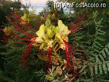 [P30] nu stiu ce este dar arata........ » foto by titigeolgau
 - 
<span class="allrVoted glyphicon glyphicon-heart hidden" id="av94420"></span>
<a class="m-l-10 hidden" id="sv94420" onclick="voting_Foto_DelVot(,94420,2733)" role="button">șterge vot <span class="glyphicon glyphicon-remove"></span></a>
<a id="v994420" class=" c-red"  onclick="voting_Foto_SetVot(94420)" role="button"><span class="glyphicon glyphicon-heart-empty"></span> <b>LIKE</b> = Votează poza</a> <img class="hidden"  id="f94420W9" src="/imagini/loader.gif" border="0" /><span class="AjErrMes hidden" id="e94420ErM"></span>