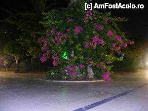 [P16] Incantare florala noaptea in drumul spre plaja.  » foto by iusti1968
 - 
<span class="allrVoted glyphicon glyphicon-heart hidden" id="av551119"></span>
<a class="m-l-10 hidden" id="sv551119" onclick="voting_Foto_DelVot(,551119,2760)" role="button">șterge vot <span class="glyphicon glyphicon-remove"></span></a>
<a id="v9551119" class=" c-red"  onclick="voting_Foto_SetVot(551119)" role="button"><span class="glyphicon glyphicon-heart-empty"></span> <b>LIKE</b> = Votează poza</a> <img class="hidden"  id="f551119W9" src="/imagini/loader.gif" border="0" /><span class="AjErrMes hidden" id="e551119ErM"></span>