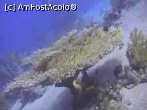 [P21] 65. Corali » foto by gigiiuti
 - 
<span class="allrVoted glyphicon glyphicon-heart hidden" id="av1019256"></span>
<a class="m-l-10 hidden" id="sv1019256" onclick="voting_Foto_DelVot(,1019256,2768)" role="button">șterge vot <span class="glyphicon glyphicon-remove"></span></a>
<a id="v91019256" class=" c-red"  onclick="voting_Foto_SetVot(1019256)" role="button"><span class="glyphicon glyphicon-heart-empty"></span> <b>LIKE</b> = Votează poza</a> <img class="hidden"  id="f1019256W9" src="/imagini/loader.gif" border="0" /><span class="AjErrMes hidden" id="e1019256ErM"></span>