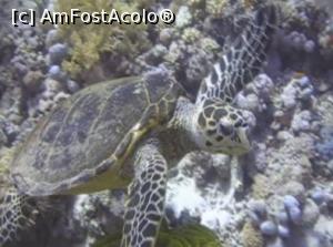 [P22] 66. Țestoasa 'noastră' » foto by gigiiuti
 - 
<span class="allrVoted glyphicon glyphicon-heart hidden" id="av1019257"></span>
<a class="m-l-10 hidden" id="sv1019257" onclick="voting_Foto_DelVot(,1019257,2768)" role="button">șterge vot <span class="glyphicon glyphicon-remove"></span></a>
<a id="v91019257" class=" c-red"  onclick="voting_Foto_SetVot(1019257)" role="button"><span class="glyphicon glyphicon-heart-empty"></span> <b>LIKE</b> = Votează poza</a> <img class="hidden"  id="f1019257W9" src="/imagini/loader.gif" border="0" /><span class="AjErrMes hidden" id="e1019257ErM"></span>