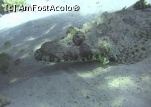 [P23] 67. Peștele - crocodil (dar dece pește?)  » foto by gigiiuti
 - 
<span class="allrVoted glyphicon glyphicon-heart hidden" id="av1019258"></span>
<a class="m-l-10 hidden" id="sv1019258" onclick="voting_Foto_DelVot(,1019258,2768)" role="button">șterge vot <span class="glyphicon glyphicon-remove"></span></a>
<a id="v91019258" class=" c-red"  onclick="voting_Foto_SetVot(1019258)" role="button"><span class="glyphicon glyphicon-heart-empty"></span> <b>LIKE</b> = Votează poza</a> <img class="hidden"  id="f1019258W9" src="/imagini/loader.gif" border="0" /><span class="AjErrMes hidden" id="e1019258ErM"></span>