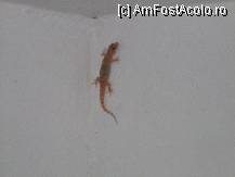 [P02] Un vizitator... » foto by Bmona
 - 
<span class="allrVoted glyphicon glyphicon-heart hidden" id="av241118"></span>
<a class="m-l-10 hidden" id="sv241118" onclick="voting_Foto_DelVot(,241118,2905)" role="button">șterge vot <span class="glyphicon glyphicon-remove"></span></a>
<a id="v9241118" class=" c-red"  onclick="voting_Foto_SetVot(241118)" role="button"><span class="glyphicon glyphicon-heart-empty"></span> <b>LIKE</b> = Votează poza</a> <img class="hidden"  id="f241118W9" src="/imagini/loader.gif" border="0" /><span class="AjErrMes hidden" id="e241118ErM"></span>