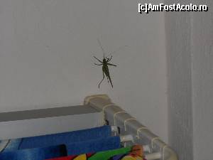 [P12] Cam cu astfel de insecte dragute va puteti intalni in balconul dumneavoastra, mai ales seara » foto by pnnicoleta
 - 
<span class="allrVoted glyphicon glyphicon-heart hidden" id="av531833"></span>
<a class="m-l-10 hidden" id="sv531833" onclick="voting_Foto_DelVot(,531833,2905)" role="button">șterge vot <span class="glyphicon glyphicon-remove"></span></a>
<a id="v9531833" class=" c-red"  onclick="voting_Foto_SetVot(531833)" role="button"><span class="glyphicon glyphicon-heart-empty"></span> <b>LIKE</b> = Votează poza</a> <img class="hidden"  id="f531833W9" src="/imagini/loader.gif" border="0" /><span class="AjErrMes hidden" id="e531833ErM"></span>