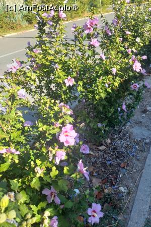 [P13] Multe nalbe pe litoralul românesc » foto by mnn
 - 
<span class="allrVoted glyphicon glyphicon-heart hidden" id="av1497367"></span>
<a class="m-l-10 hidden" id="sv1497367" onclick="voting_Foto_DelVot(,1497367,2925)" role="button">șterge vot <span class="glyphicon glyphicon-remove"></span></a>
<a id="v91497367" class=" c-red"  onclick="voting_Foto_SetVot(1497367)" role="button"><span class="glyphicon glyphicon-heart-empty"></span> <b>LIKE</b> = Votează poza</a> <img class="hidden"  id="f1497367W9" src="/imagini/loader.gif" border="0" /><span class="AjErrMes hidden" id="e1497367ErM"></span>