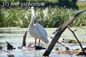 [P28] Un pelican uriaș și cu tupeu » foto by KSV
 - 
<span class="allrVoted glyphicon glyphicon-heart hidden" id="av1176479"></span>
<a class="m-l-10 hidden" id="sv1176479" onclick="voting_Foto_DelVot(,1176479,2956)" role="button">șterge vot <span class="glyphicon glyphicon-remove"></span></a>
<a id="v91176479" class=" c-red"  onclick="voting_Foto_SetVot(1176479)" role="button"><span class="glyphicon glyphicon-heart-empty"></span> <b>LIKE</b> = Votează poza</a> <img class="hidden"  id="f1176479W9" src="/imagini/loader.gif" border="0" /><span class="AjErrMes hidden" id="e1176479ErM"></span>