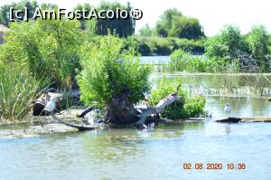 [P29] &Icirc;ntre canale » foto by KSV
 - 
<span class="allrVoted glyphicon glyphicon-heart hidden" id="av1176480"></span>
<a class="m-l-10 hidden" id="sv1176480" onclick="voting_Foto_DelVot(,1176480,2956)" role="button">șterge vot <span class="glyphicon glyphicon-remove"></span></a>
<a id="v91176480" class=" c-red"  onclick="voting_Foto_SetVot(1176480)" role="button"><span class="glyphicon glyphicon-heart-empty"></span> <b>LIKE</b> = Votează poza</a> <img class="hidden"  id="f1176480W9" src="/imagini/loader.gif" border="0" /><span class="AjErrMes hidden" id="e1176480ErM"></span>