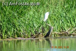 [P30] Egreta mică » foto by KSV
 - 
<span class="allrVoted glyphicon glyphicon-heart hidden" id="av1176481"></span>
<a class="m-l-10 hidden" id="sv1176481" onclick="voting_Foto_DelVot(,1176481,2956)" role="button">șterge vot <span class="glyphicon glyphicon-remove"></span></a>
<a id="v91176481" class=" c-red"  onclick="voting_Foto_SetVot(1176481)" role="button"><span class="glyphicon glyphicon-heart-empty"></span> <b>LIKE</b> = Votează poza</a> <img class="hidden"  id="f1176481W9" src="/imagini/loader.gif" border="0" /><span class="AjErrMes hidden" id="e1176481ErM"></span>