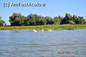 [P42] Acești &rdquo; braconieri &rdquo; , fură din plasele pescarilor ! » foto by KSV
 - 
<span class="allrVoted glyphicon glyphicon-heart hidden" id="av1176493"></span>
<a class="m-l-10 hidden" id="sv1176493" onclick="voting_Foto_DelVot(,1176493,2956)" role="button">șterge vot <span class="glyphicon glyphicon-remove"></span></a>
<a id="v91176493" class=" c-red"  onclick="voting_Foto_SetVot(1176493)" role="button"><span class="glyphicon glyphicon-heart-empty"></span> <b>LIKE</b> = Votează poza</a> <img class="hidden"  id="f1176493W9" src="/imagini/loader.gif" border="0" /><span class="AjErrMes hidden" id="e1176493ErM"></span>