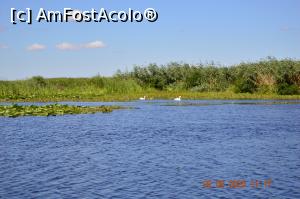 [P43] Pereche de lebede » foto by KSV
 - 
<span class="allrVoted glyphicon glyphicon-heart hidden" id="av1176494"></span>
<a class="m-l-10 hidden" id="sv1176494" onclick="voting_Foto_DelVot(,1176494,2956)" role="button">șterge vot <span class="glyphicon glyphicon-remove"></span></a>
<a id="v91176494" class=" c-red"  onclick="voting_Foto_SetVot(1176494)" role="button"><span class="glyphicon glyphicon-heart-empty"></span> <b>LIKE</b> = Votează poza</a> <img class="hidden"  id="f1176494W9" src="/imagini/loader.gif" border="0" /><span class="AjErrMes hidden" id="e1176494ErM"></span>