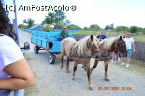 [P11] &rdquo; Șase cai frumoși &rdquo; ! » foto by KSV
 - 
<span class="allrVoted glyphicon glyphicon-heart hidden" id="av1176565"></span>
<a class="m-l-10 hidden" id="sv1176565" onclick="voting_Foto_DelVot(,1176565,2956)" role="button">șterge vot <span class="glyphicon glyphicon-remove"></span></a>
<a id="v91176565" class=" c-red"  onclick="voting_Foto_SetVot(1176565)" role="button"><span class="glyphicon glyphicon-heart-empty"></span> <b>LIKE</b> = Votează poza</a> <img class="hidden"  id="f1176565W9" src="/imagini/loader.gif" border="0" /><span class="AjErrMes hidden" id="e1176565ErM"></span>