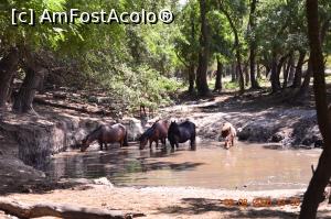 [P21] Caii la adăpat » foto by KSV
 - 
<span class="allrVoted glyphicon glyphicon-heart hidden" id="av1176575"></span>
<a class="m-l-10 hidden" id="sv1176575" onclick="voting_Foto_DelVot(,1176575,2956)" role="button">șterge vot <span class="glyphicon glyphicon-remove"></span></a>
<a id="v91176575" class=" c-red"  onclick="voting_Foto_SetVot(1176575)" role="button"><span class="glyphicon glyphicon-heart-empty"></span> <b>LIKE</b> = Votează poza</a> <img class="hidden"  id="f1176575W9" src="/imagini/loader.gif" border="0" /><span class="AjErrMes hidden" id="e1176575ErM"></span>