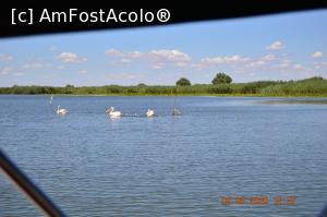 [P03] Pelicanii  &rdquo; braconieri &rdquo; pescuiesc din plasele pescarilor » foto by KSV
 - 
<span class="allrVoted glyphicon glyphicon-heart hidden" id="av1176557"></span>
<a class="m-l-10 hidden" id="sv1176557" onclick="voting_Foto_DelVot(,1176557,2956)" role="button">șterge vot <span class="glyphicon glyphicon-remove"></span></a>
<a id="v91176557" class=" c-red"  onclick="voting_Foto_SetVot(1176557)" role="button"><span class="glyphicon glyphicon-heart-empty"></span> <b>LIKE</b> = Votează poza</a> <img class="hidden"  id="f1176557W9" src="/imagini/loader.gif" border="0" /><span class="AjErrMes hidden" id="e1176557ErM"></span>