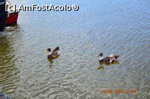 [P06] Aceste &rdquo; cerșetoare &rdquo; stăteau la fiecare șalupă să primească ceva ! » foto by KSV
 - 
<span class="allrVoted glyphicon glyphicon-heart hidden" id="av1176560"></span>
<a class="m-l-10 hidden" id="sv1176560" onclick="voting_Foto_DelVot(,1176560,2956)" role="button">șterge vot <span class="glyphicon glyphicon-remove"></span></a>
<a id="v91176560" class=" c-red"  onclick="voting_Foto_SetVot(1176560)" role="button"><span class="glyphicon glyphicon-heart-empty"></span> <b>LIKE</b> = Votează poza</a> <img class="hidden"  id="f1176560W9" src="/imagini/loader.gif" border="0" /><span class="AjErrMes hidden" id="e1176560ErM"></span>