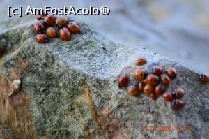 [P31] Distanța socială ? ))) » foto by KSV
 - 
<span class="allrVoted glyphicon glyphicon-heart hidden" id="av1165341"></span>
<a class="m-l-10 hidden" id="sv1165341" onclick="voting_Foto_DelVot(,1165341,2956)" role="button">șterge vot <span class="glyphicon glyphicon-remove"></span></a>
<a id="v91165341" class=" c-red"  onclick="voting_Foto_SetVot(1165341)" role="button"><span class="glyphicon glyphicon-heart-empty"></span> <b>LIKE</b> = Votează poza</a> <img class="hidden"  id="f1165341W9" src="/imagini/loader.gif" border="0" /><span class="AjErrMes hidden" id="e1165341ErM"></span>