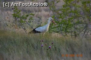 [P38] Dacă te ții de prostii , te vizitez ! )) » foto by KSV
 - 
<span class="allrVoted glyphicon glyphicon-heart hidden" id="av1165348"></span>
<a class="m-l-10 hidden" id="sv1165348" onclick="voting_Foto_DelVot(,1165348,2956)" role="button">șterge vot <span class="glyphicon glyphicon-remove"></span></a>
<a id="v91165348" class=" c-red"  onclick="voting_Foto_SetVot(1165348)" role="button"><span class="glyphicon glyphicon-heart-empty"></span> <b>LIKE</b> = Votează poza</a> <img class="hidden"  id="f1165348W9" src="/imagini/loader.gif" border="0" /><span class="AjErrMes hidden" id="e1165348ErM"></span>