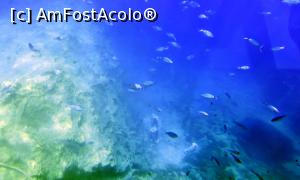 [P16] Lumea submarină » foto by Lucien
 - 
<span class="allrVoted glyphicon glyphicon-heart hidden" id="av729762"></span>
<a class="m-l-10 hidden" id="sv729762" onclick="voting_Foto_DelVot(,729762,3004)" role="button">șterge vot <span class="glyphicon glyphicon-remove"></span></a>
<a id="v9729762" class=" c-red"  onclick="voting_Foto_SetVot(729762)" role="button"><span class="glyphicon glyphicon-heart-empty"></span> <b>LIKE</b> = Votează poza</a> <img class="hidden"  id="f729762W9" src="/imagini/loader.gif" border="0" /><span class="AjErrMes hidden" id="e729762ErM"></span>