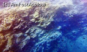 [P17] Lumea submarină » foto by Lucien
 - 
<span class="allrVoted glyphicon glyphicon-heart hidden" id="av729763"></span>
<a class="m-l-10 hidden" id="sv729763" onclick="voting_Foto_DelVot(,729763,3004)" role="button">șterge vot <span class="glyphicon glyphicon-remove"></span></a>
<a id="v9729763" class=" c-red"  onclick="voting_Foto_SetVot(729763)" role="button"><span class="glyphicon glyphicon-heart-empty"></span> <b>LIKE</b> = Votează poza</a> <img class="hidden"  id="f729763W9" src="/imagini/loader.gif" border="0" /><span class="AjErrMes hidden" id="e729763ErM"></span>