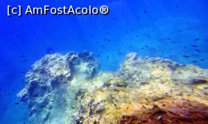 [P18] Lumea submarină » foto by Lucien
 - 
<span class="allrVoted glyphicon glyphicon-heart hidden" id="av729764"></span>
<a class="m-l-10 hidden" id="sv729764" onclick="voting_Foto_DelVot(,729764,3004)" role="button">șterge vot <span class="glyphicon glyphicon-remove"></span></a>
<a id="v9729764" class=" c-red"  onclick="voting_Foto_SetVot(729764)" role="button"><span class="glyphicon glyphicon-heart-empty"></span> <b>LIKE</b> = Votează poza</a> <img class="hidden"  id="f729764W9" src="/imagini/loader.gif" border="0" /><span class="AjErrMes hidden" id="e729764ErM"></span>