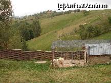 [P28]  -- <small>// FĂRĂ DESCRIERE</small> » foto by susu
 - 
<span class="allrVoted glyphicon glyphicon-heart hidden" id="av412341"></span>
<a class="m-l-10 hidden" id="sv412341" onclick="voting_Foto_DelVot(,412341,3010)" role="button">șterge vot <span class="glyphicon glyphicon-remove"></span></a>
<a id="v9412341" class=" c-red"  onclick="voting_Foto_SetVot(412341)" role="button"><span class="glyphicon glyphicon-heart-empty"></span> <b>LIKE</b> = Votează poza</a> <img class="hidden"  id="f412341W9" src="/imagini/loader.gif" border="0" /><span class="AjErrMes hidden" id="e412341ErM"></span>
