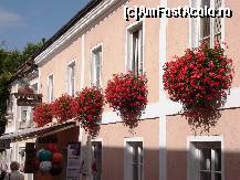 [P16] Melk-flori cat vezi cu ochii » foto by mariana.olaru
 - 
<span class="allrVoted glyphicon glyphicon-heart hidden" id="av62352"></span>
<a class="m-l-10 hidden" id="sv62352" onclick="voting_Foto_DelVot(,62352,3098)" role="button">șterge vot <span class="glyphicon glyphicon-remove"></span></a>
<a id="v962352" class=" c-red"  onclick="voting_Foto_SetVot(62352)" role="button"><span class="glyphicon glyphicon-heart-empty"></span> <b>LIKE</b> = Votează poza</a> <img class="hidden"  id="f62352W9" src="/imagini/loader.gif" border="0" /><span class="AjErrMes hidden" id="e62352ErM"></span>