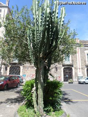 [P17] Mie mi-a placut cactusul si m-am gandit sa-l imortalizez intr-o poza » foto by amero
 - 
<span class="allrVoted glyphicon glyphicon-heart hidden" id="av680401"></span>
<a class="m-l-10 hidden" id="sv680401" onclick="voting_Foto_DelVot(,680401,3109)" role="button">șterge vot <span class="glyphicon glyphicon-remove"></span></a>
<a id="v9680401" class=" c-red"  onclick="voting_Foto_SetVot(680401)" role="button"><span class="glyphicon glyphicon-heart-empty"></span> <b>LIKE</b> = Votează poza</a> <img class="hidden"  id="f680401W9" src="/imagini/loader.gif" border="0" /><span class="AjErrMes hidden" id="e680401ErM"></span>