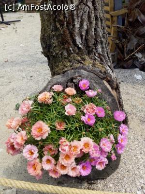 [P30] flori langa plaja Kidrak » foto by adryana
 - 
<span class="allrVoted glyphicon glyphicon-heart hidden" id="av1092525"></span>
<a class="m-l-10 hidden" id="sv1092525" onclick="voting_Foto_DelVot(,1092525,3123)" role="button">șterge vot <span class="glyphicon glyphicon-remove"></span></a>
<a id="v91092525" class=" c-red"  onclick="voting_Foto_SetVot(1092525)" role="button"><span class="glyphicon glyphicon-heart-empty"></span> <b>LIKE</b> = Votează poza</a> <img class="hidden"  id="f1092525W9" src="/imagini/loader.gif" border="0" /><span class="AjErrMes hidden" id="e1092525ErM"></span>