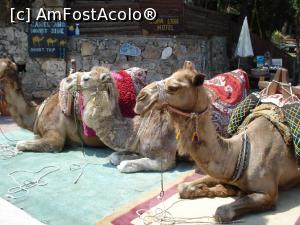 [P33] sartul Kayakoy, camile asteptand turisti » foto by adryana
 - 
<span class="allrVoted glyphicon glyphicon-heart hidden" id="av1092535"></span>
<a class="m-l-10 hidden" id="sv1092535" onclick="voting_Foto_DelVot(,1092535,3123)" role="button">șterge vot <span class="glyphicon glyphicon-remove"></span></a>
<a id="v91092535" class=" c-red"  onclick="voting_Foto_SetVot(1092535)" role="button"><span class="glyphicon glyphicon-heart-empty"></span> <b>LIKE</b> = Votează poza</a> <img class="hidden"  id="f1092535W9" src="/imagini/loader.gif" border="0" /><span class="AjErrMes hidden" id="e1092535ErM"></span>