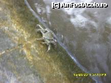 [P12] crab pe plaja cu  pietre a hotelului  Efesus Princess » foto by adryana
 - 
<span class="allrVoted glyphicon glyphicon-heart hidden" id="av221759"></span>
<a class="m-l-10 hidden" id="sv221759" onclick="voting_Foto_DelVot(,221759,3144)" role="button">șterge vot <span class="glyphicon glyphicon-remove"></span></a>
<a id="v9221759" class=" c-red"  onclick="voting_Foto_SetVot(221759)" role="button"><span class="glyphicon glyphicon-heart-empty"></span> <b>LIKE</b> = Votează poza</a> <img class="hidden"  id="f221759W9" src="/imagini/loader.gif" border="0" /><span class="AjErrMes hidden" id="e221759ErM"></span>