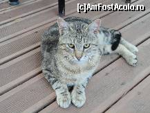 [P12] Pisica de Lefkada.  » foto by maryka
 - 
<span class="allrVoted glyphicon glyphicon-heart hidden" id="av425466"></span>
<a class="m-l-10 hidden" id="sv425466" onclick="voting_Foto_DelVot(,425466,3173)" role="button">șterge vot <span class="glyphicon glyphicon-remove"></span></a>
<a id="v9425466" class=" c-red"  onclick="voting_Foto_SetVot(425466)" role="button"><span class="glyphicon glyphicon-heart-empty"></span> <b>LIKE</b> = Votează poza</a> <img class="hidden"  id="f425466W9" src="/imagini/loader.gif" border="0" /><span class="AjErrMes hidden" id="e425466ErM"></span>