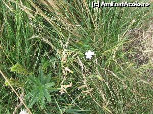 [P18] Garofita alba » foto by Testosu'
 - 
<span class="allrVoted glyphicon glyphicon-heart hidden" id="av559995"></span>
<a class="m-l-10 hidden" id="sv559995" onclick="voting_Foto_DelVot(,559995,3180)" role="button">șterge vot <span class="glyphicon glyphicon-remove"></span></a>
<a id="v9559995" class=" c-red"  onclick="voting_Foto_SetVot(559995)" role="button"><span class="glyphicon glyphicon-heart-empty"></span> <b>LIKE</b> = Votează poza</a> <img class="hidden"  id="f559995W9" src="/imagini/loader.gif" border="0" /><span class="AjErrMes hidden" id="e559995ErM"></span>
