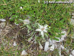 [P21] alta floare de colt » foto by Testosu'
 - 
<span class="allrVoted glyphicon glyphicon-heart hidden" id="av559998"></span>
<a class="m-l-10 hidden" id="sv559998" onclick="voting_Foto_DelVot(,559998,3180)" role="button">șterge vot <span class="glyphicon glyphicon-remove"></span></a>
<a id="v9559998" class=" c-red"  onclick="voting_Foto_SetVot(559998)" role="button"><span class="glyphicon glyphicon-heart-empty"></span> <b>LIKE</b> = Votează poza</a> <img class="hidden"  id="f559998W9" src="/imagini/loader.gif" border="0" /><span class="AjErrMes hidden" id="e559998ErM"></span>