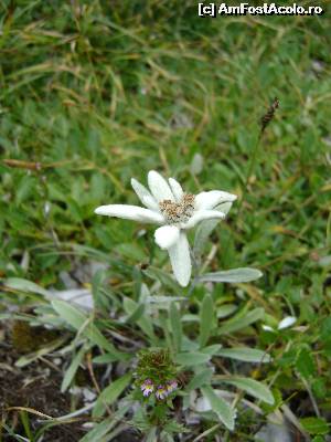 [P05] Floare de colt » foto by Testosu'
 - 
<span class="allrVoted glyphicon glyphicon-heart hidden" id="av559982"></span>
<a class="m-l-10 hidden" id="sv559982" onclick="voting_Foto_DelVot(,559982,3180)" role="button">șterge vot <span class="glyphicon glyphicon-remove"></span></a>
<a id="v9559982" class=" c-red"  onclick="voting_Foto_SetVot(559982)" role="button"><span class="glyphicon glyphicon-heart-empty"></span> <b>LIKE</b> = Votează poza</a> <img class="hidden"  id="f559982W9" src="/imagini/loader.gif" border="0" /><span class="AjErrMes hidden" id="e559982ErM"></span>