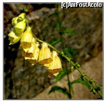 [P05] Flora Retezatului » foto by private_rayen
 - 
<span class="allrVoted glyphicon glyphicon-heart hidden" id="av278550"></span>
<a class="m-l-10 hidden" id="sv278550" onclick="voting_Foto_DelVot(,278550,3180)" role="button">șterge vot <span class="glyphicon glyphicon-remove"></span></a>
<a id="v9278550" class=" c-red"  onclick="voting_Foto_SetVot(278550)" role="button"><span class="glyphicon glyphicon-heart-empty"></span> <b>LIKE</b> = Votează poza</a> <img class="hidden"  id="f278550W9" src="/imagini/loader.gif" border="0" /><span class="AjErrMes hidden" id="e278550ErM"></span>
